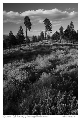 Grasses and pine trees in late summer. Bryce Canyon National Park (black and white)