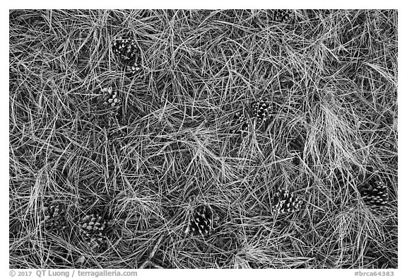 Close-up of fallen needles and pine cones. Bryce Canyon National Park (black and white)