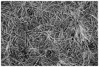 Close-up of fallen needles and pine cones. Bryce Canyon National Park ( black and white)