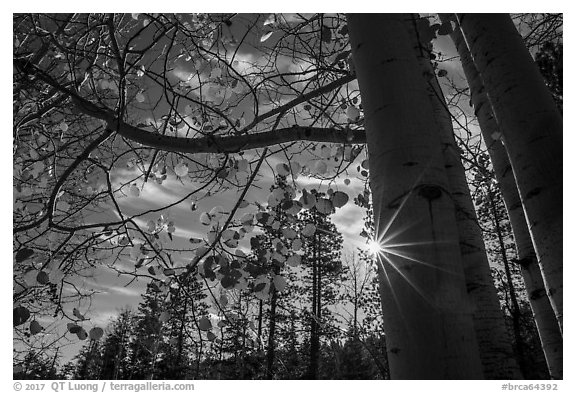 Sunstar through aspens in autumn foliage. Bryce Canyon National Park (black and white)