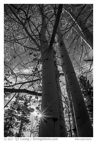Aspens in autumn foliage and sun. Bryce Canyon National Park (black and white)