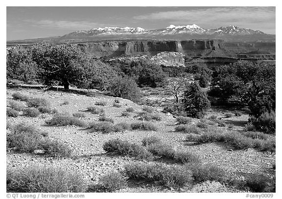 View with canyons and mountains, the Needles. Canyonlands National Park, Utah, USA.