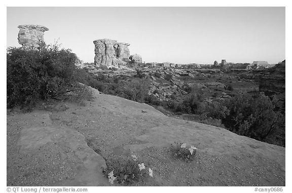 Wildflowers and towers, Big Spring Canyon overlook, sunrise, the Needles. Canyonlands National Park, Utah, USA.