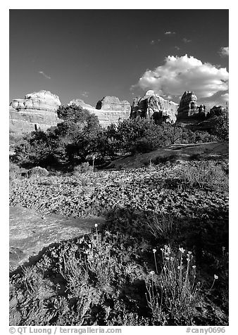 Wildflowers and sandstone towers near Elephant Hill, the Needles, late afternoon. Canyonlands National Park, Utah, USA.