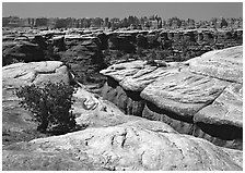 Crack and rock needles near Elephant Hill, mid-day, Needles District. Canyonlands National Park, Utah, USA. (black and white)