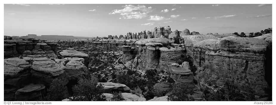 Sandstone Needles in the glow of last light, Needles District. Canyonlands National Park (black and white)