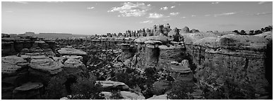 Sandstone Needles in the glow of last light, Needles District. Canyonlands National Park (Panoramic black and white)