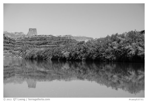 Trees on the shore of Colorado River. Canyonlands National Park, Utah, USA.