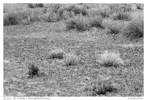 Cryptobiotic soil, desert flowers and shrubs. Canyonlands National Park, Utah, USA.