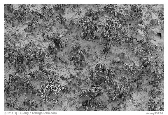 Close-up of knobby black crusts of cryptobiotic soil. Canyonlands National Park (black and white)