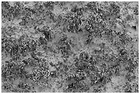 Close-up of knobby black crusts of cryptobiotic soil. Canyonlands National Park, Utah, USA. (black and white)