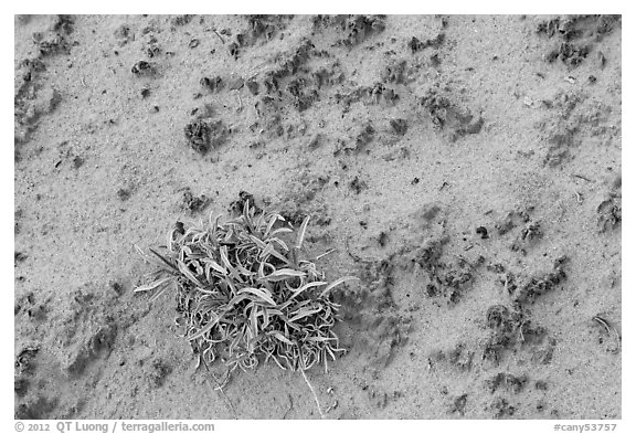 Desert shrub and cryptobiotic soil. Canyonlands National Park (black and white)