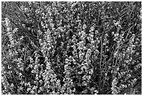 Close-up of desert shrub. Canyonlands National Park ( black and white)