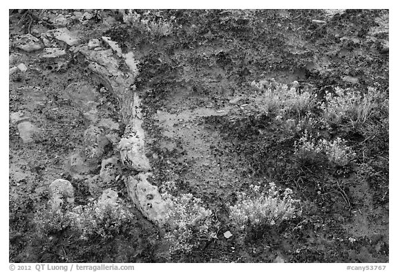 Rocks, soil, and desert flowers. Canyonlands National Park (black and white)