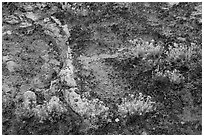 Rocks, soil, and desert flowers. Canyonlands National Park ( black and white)