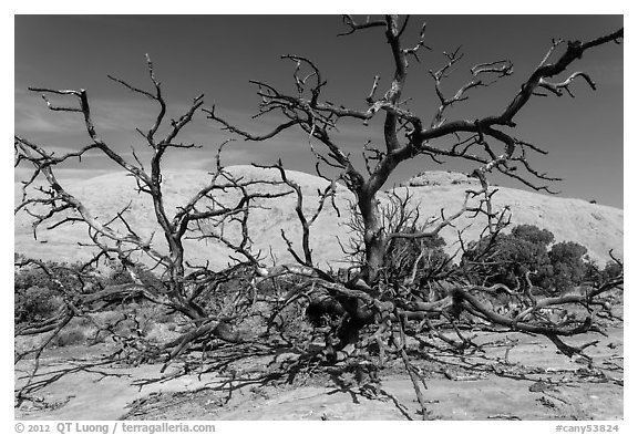 Dead juniper trees and Whale Rock. Canyonlands National Park, Utah, USA.