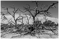 Dead juniper trees and Whale Rock. Canyonlands National Park, Utah, USA. (black and white)