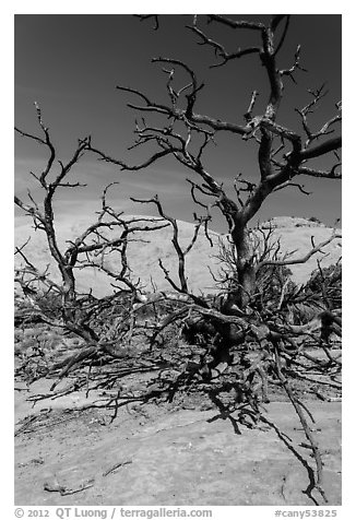 Tree skeletons and Whale Rock. Canyonlands National Park (black and white)