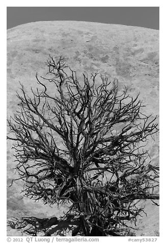 Juniper skeleton and Whale Rock. Canyonlands National Park, Utah, USA.