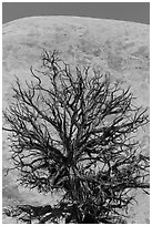 Juniper skeleton and Whale Rock. Canyonlands National Park ( black and white)