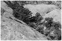 Trees amongst slickrock dones. Canyonlands National Park, Utah, USA. (black and white)