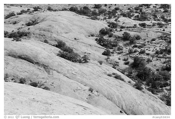 Whale Rock slickrock from above. Canyonlands National Park, Utah, USA.