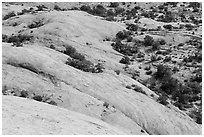 Whale Rock slickrock from above. Canyonlands National Park, Utah, USA. (black and white)