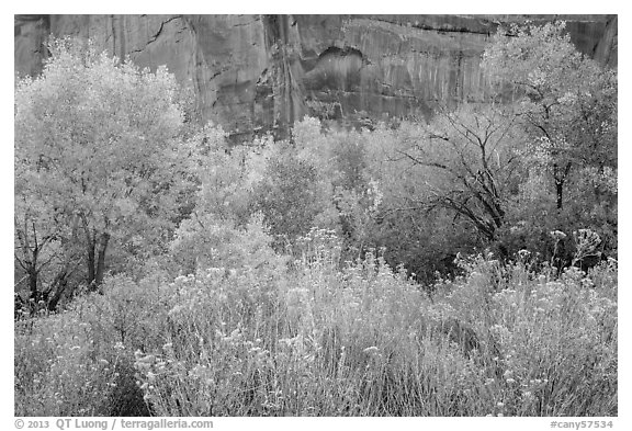 Autumn color in Horseshoe Canyon. Canyonlands National Park (black and white)