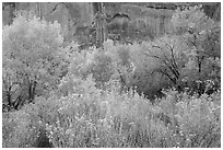 Autumn color in Horseshoe Canyon. Canyonlands National Park, Utah, USA. (black and white)