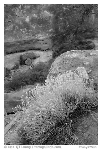 Blooming sage and rock walls in the Maze. Canyonlands National Park, Utah, USA.