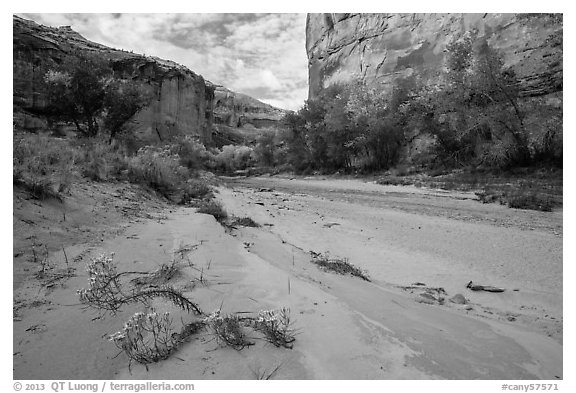 Wildflowers and fall colors along sandy wash in Horseshoe Canyon. Canyonlands National Park (black and white)
