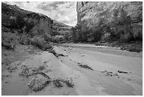 Wildflowers and fall colors along sandy wash in Horseshoe Canyon. Canyonlands National Park ( black and white)