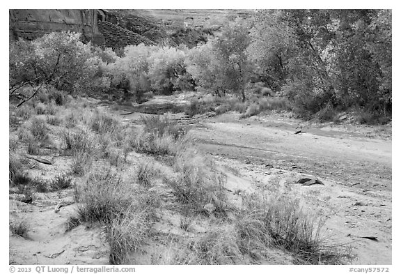 Flowers and cottonwoods in autumn foliage, Horseshoe Canyon. Canyonlands National Park (black and white)