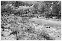 Flowers and cottonwoods in autumn foliage, Horseshoe Canyon. Canyonlands National Park ( black and white)