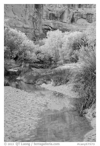 Cottonwoods in fall foliage reflected in creek, Horseshoe Canyon. Canyonlands National Park, Utah, USA.