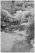 Cottonwoods in fall foliage reflected in creek, Horseshoe Canyon. Canyonlands National Park, Utah, USA. (black and white)