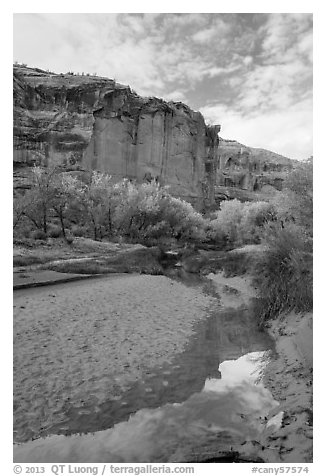 Creek, cottonwood trees in fall foliage, and cliffs, Horseshoe Canyon. Canyonlands National Park, Utah, USA.