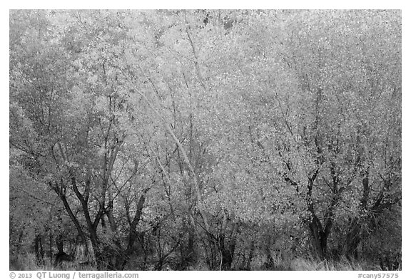 Cottonwood trees with various stage of fall foliage, Horseshoe Canyon. Canyonlands National Park (black and white)