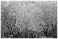 Cottonwood trees with various stage of fall foliage, Horseshoe Canyon. Canyonlands National Park, Utah, USA. (black and white)