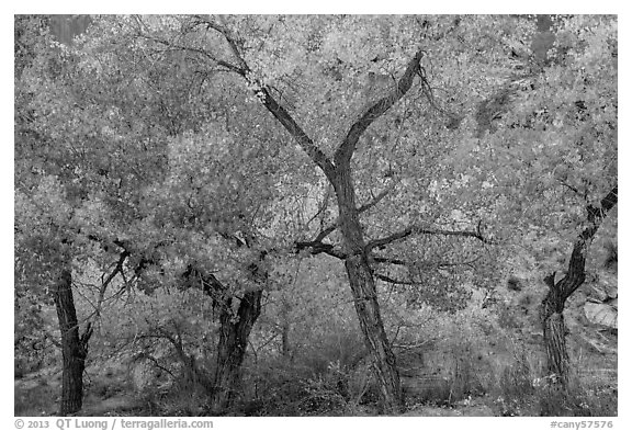 Grove Cottonwood trees in autumn, Horseshoe Canyon. Canyonlands National Park (black and white)