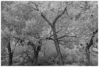 Grove Cottonwood trees in autumn, Horseshoe Canyon. Canyonlands National Park, Utah, USA. (black and white)