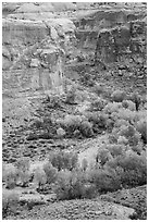 Horseshoe Canyon from the rim in autumn. Canyonlands National Park, Utah, USA. (black and white)