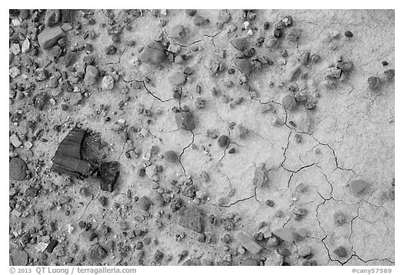 Ground close-up of clay with rocks and petrified wood, Orange Cliffs Unit, Glen Canyon National Recreation Area, Utah. USA (black and white)