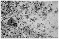 Ground close-up of clay with rocks and petrified wood, Orange Cliffs Unit, Glen Canyon National Recreation Area, Utah. USA ( black and white)