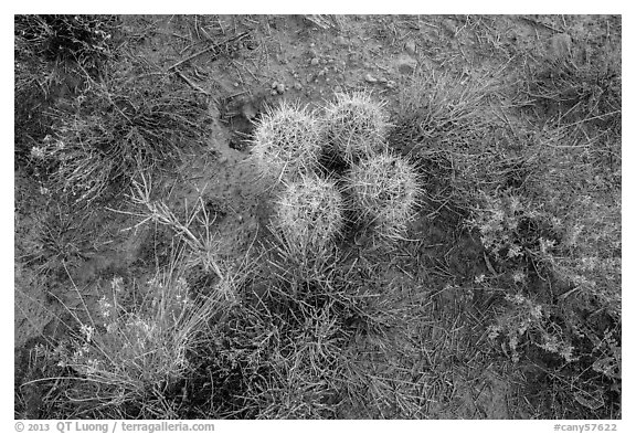 Ground close-up, cactus and wildflowers, Maze District. Canyonlands National Park, Utah, USA.