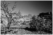 Trees below Petes Mesa, Maze District. Canyonlands National Park ( black and white)