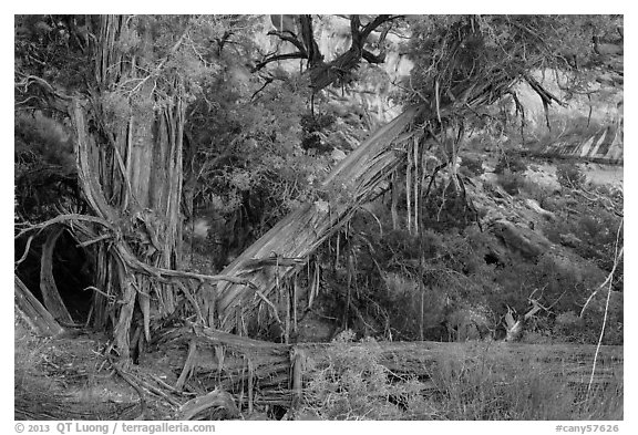 Juniper with bark peeling in thin stripes, the Maze. Canyonlands National Park (black and white)