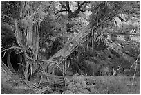 Juniper with bark peeling in thin stripes, the Maze. Canyonlands National Park, Utah, USA. (black and white)