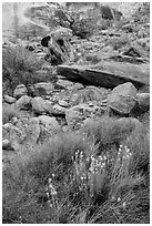 Wildflowers and rocks, the Maze. Canyonlands National Park, Utah, USA. (black and white)