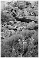 Wildflowers and rocks, the Maze. Canyonlands National Park ( black and white)